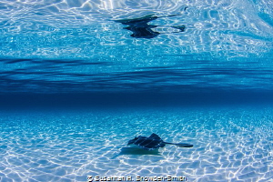 "Not A Swimming Pool"
Sandbar stingray glides under ripp... by Susannah H. Snowden-Smith 